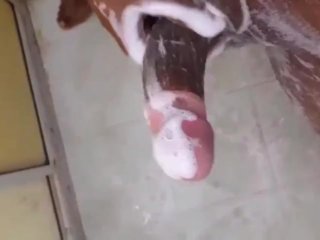بنت الباطرونة تتهزو فالبرتوش ديال مها وهي تتوحوح بكثر الزكاة🇲🇦👀