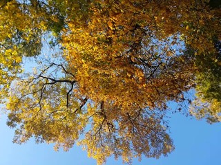 Golden Shower PEE during Golden Autumn LEAF FALL