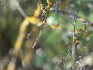 Lovers in the woods - Outdoor sex